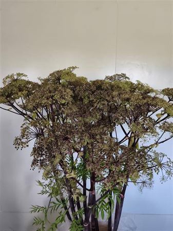 <h4>Angelica Gigas Pink Blush</h4>