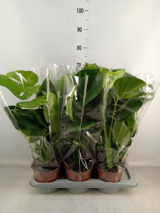 <h4>Monstera delic.</h4>