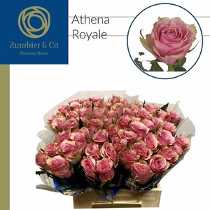 R Gr Athena Royale