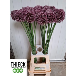 ALLIUM PURPL MYSTERY