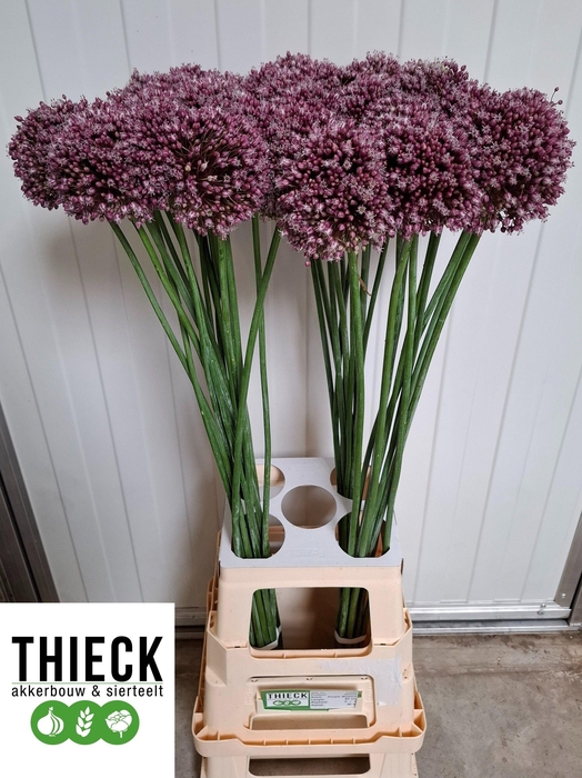<h4>ALLIUM PURPL MYSTERY</h4>