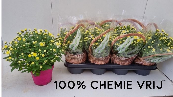 <h4>CHRYS GARDENMUM WHITE P14</h4>