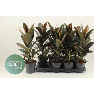 Ficus elastica Melany 14Ø 52cm 1pp