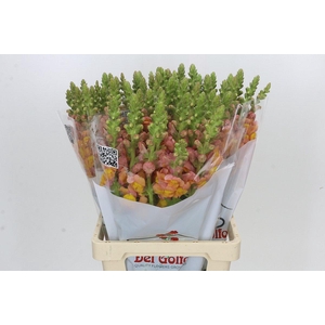 Antirrhinum Potomac Light Orange