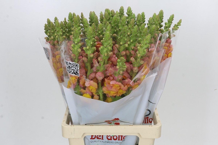 Antirrhinum Potomac Light Orange