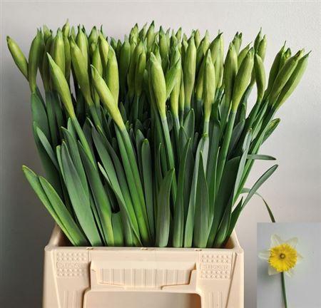 <h4>Narc T Las Vegas</h4>