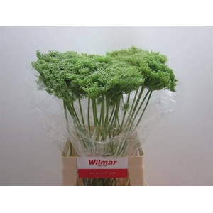 Ammi Vis Green Mist