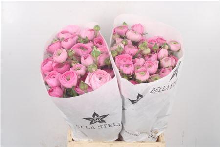 <h4>Ran El. Pink Ex</h4>