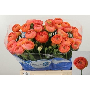 RAN DOLCEVIT SALMONE