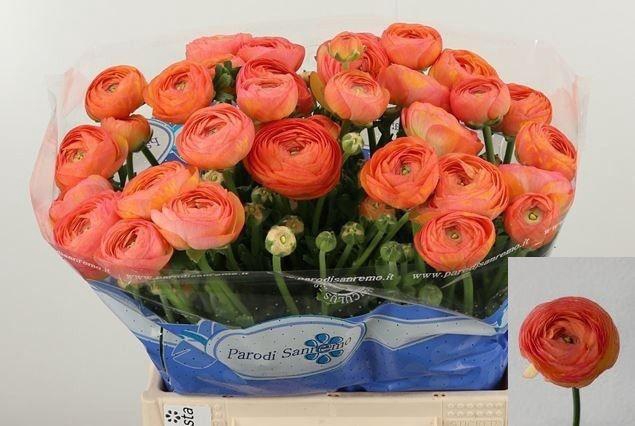 <h4>RAN DOLCEVIT SALMONE</h4>