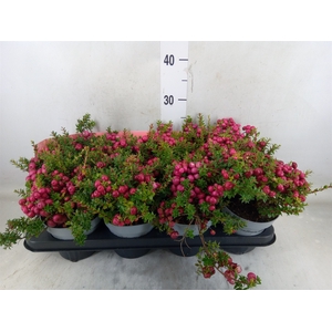 Gaultheria mucronata