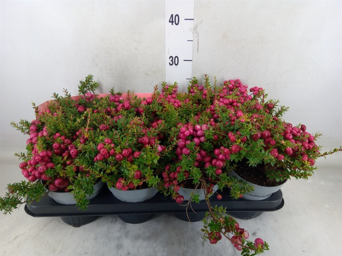 <h4>Gaultheria mucronata</h4>