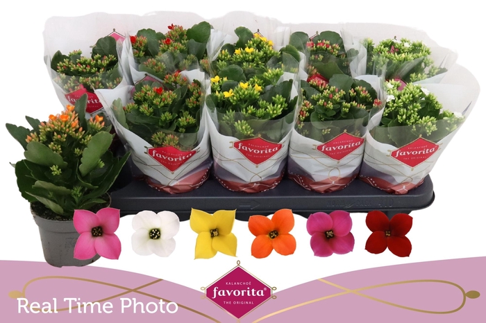 <h4>KAL EN GEM 6 KL</h4>