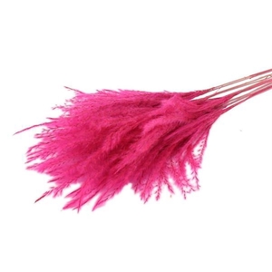 Bunch Fluffy Silver Grass 10pcs L75