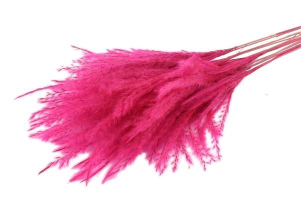 Bunch Fluffy Silver Grass 10pcs L75