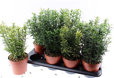 <h4>Euonymus Jap Gem</h4>