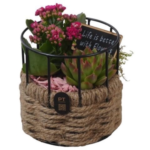 PTIB5271 Arrangement Indoor in touwmand met metaal