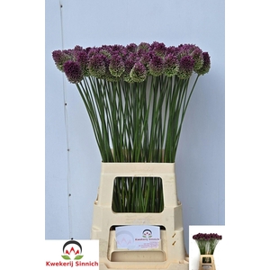 ALLIUM SPHAEROCEPHAL
