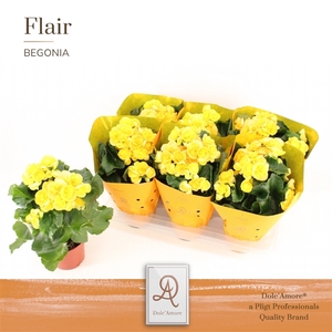 Begonia Nadine P14 Dolc'Amore® Flair Metallic