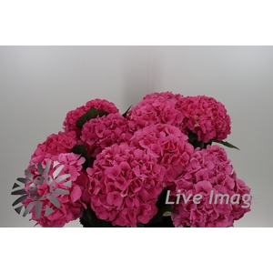 Hydrangea sibilla red