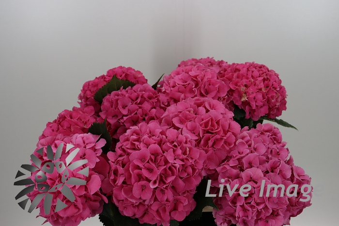 <h4>Hydrangea sibilla red</h4>