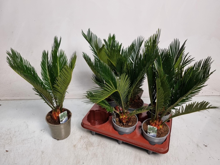 <h4>CYCAS REVOLUTA</h4>
