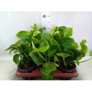 Epipremnum pinn. 'Global Green'