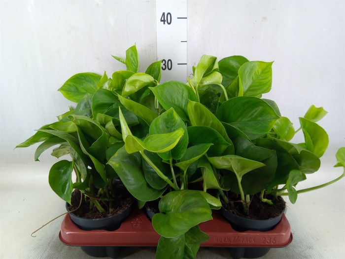 <h4>Epipremnum pinn. 'Global Green'</h4>