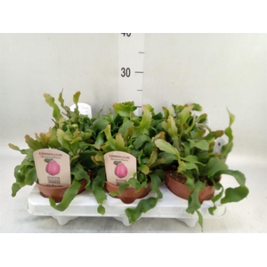 Epiphyllum guatem. var. monstrosa