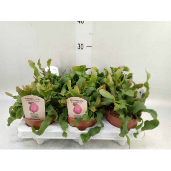 <h4>Epiphyllum guatem. var. monstrosa</h4>
