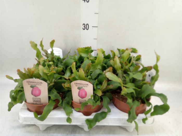 Epiphyllum guatem. var. monstrosa