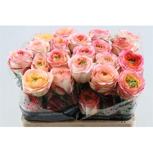 R Gr Houdini Summerhouse