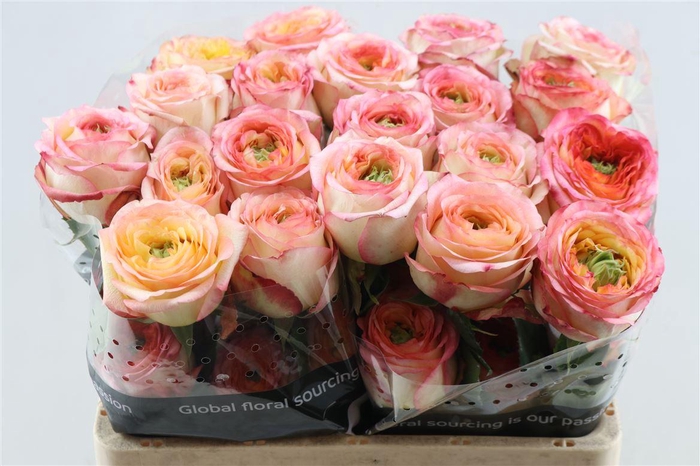 <h4>R Gr Houdini Summerhouse</h4>