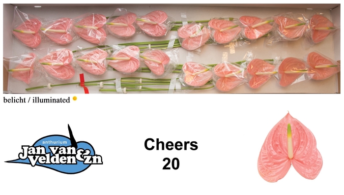 <h4>Anthurium Cheers</h4>