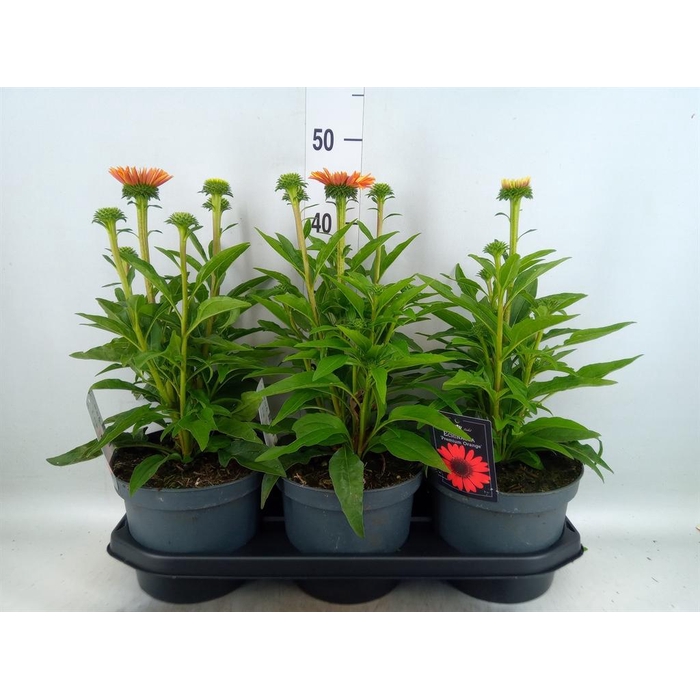 <h4>Echinacea  'SunSeekers Orange'</h4>