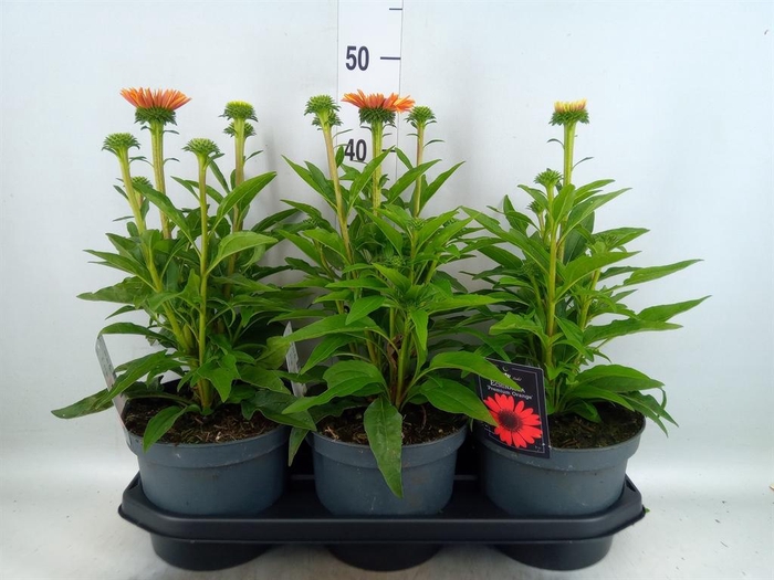 Echinacea  'SunSeekers Orange'