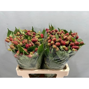 RUBUS FR CHESTER