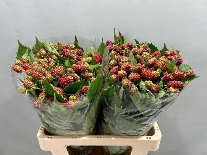 <h4>RUBUS FR CHESTER</h4>