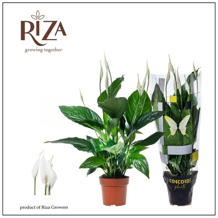 <h4>SPATH SWEET RICARDO</h4>