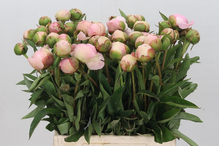 <h4>Paeonia Albert Crousse</h4>