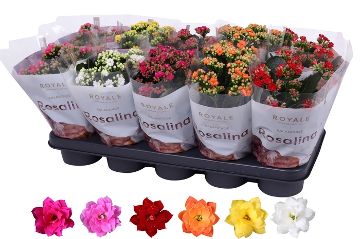 <h4>Kalanchoe Rosalina 12cm mix, Royale</h4>