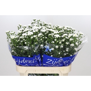 Aster Cassy