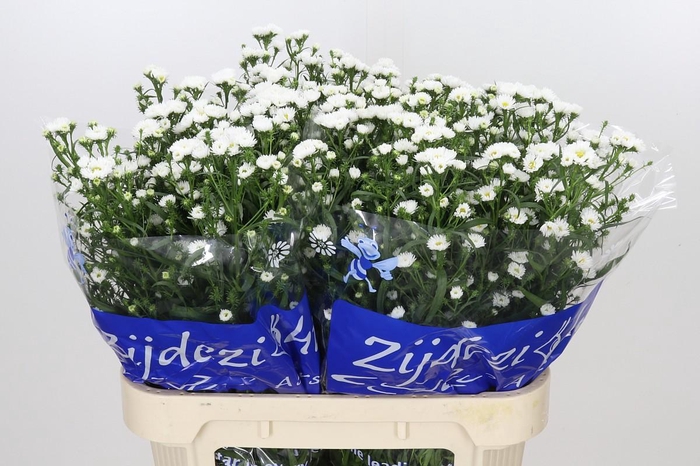 <h4>Aster Cassy</h4>