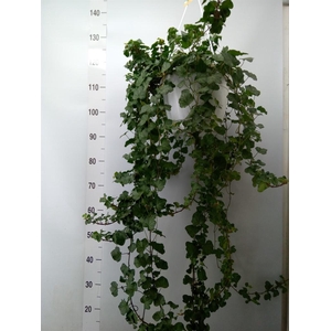 Hedera helix 'Wonder'