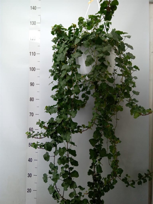 <h4>Hedera helix 'Wonder'</h4>