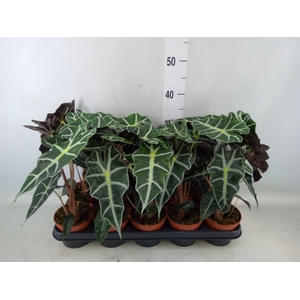 Alocasia amazonica 'Polly'