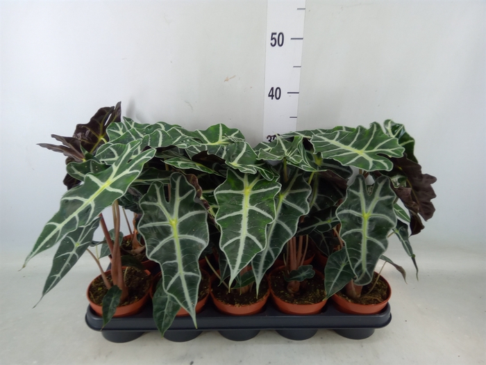 <h4>Alocasia amazonica 'Polly'</h4>