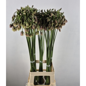 ALLIUM NECT SICULUM BULGAR