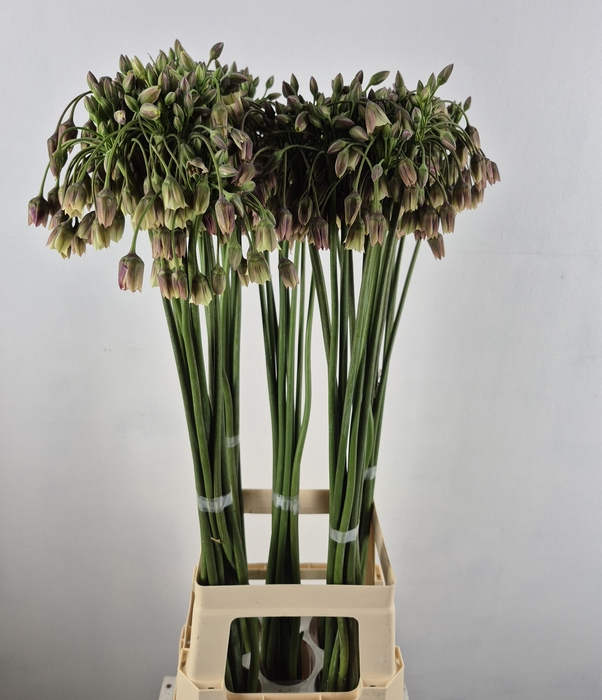<h4>ALLIUM NECT SICULUM BULGAR</h4>