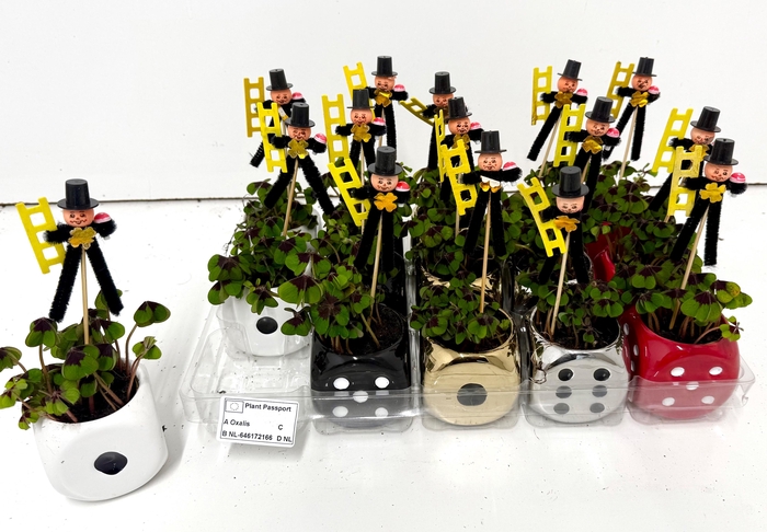 <h4>OXALIS DEPPEI</h4>